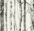 Winter Birch in Greystone peel and stick wallpaper featuring a birch tree pattern