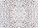 Fleabitten Tan Peel & Stick Wallpaper with Equestrian Fleabitten Coat Motif - York PSW1377RL