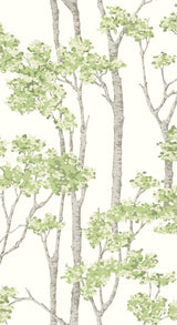 Birch Grove Green Peel & Stick Wallpaper with Botanical Birch Tree Pattern - York RMK12342PLW