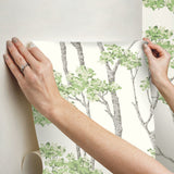 Birch Grove Green Peel & Stick Wallpaper with Botanical Birch Tree Pattern - York RMK12342PLW