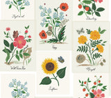 Botanical Prints White & Pink Wallpaper with Vintage Botanical Pinboard Motif - York RP7334