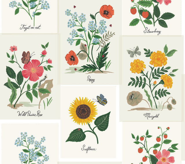 Botanical Prints White & Pink Wallpaper with Vintage Botanical Pinboard Motif - York RP7334