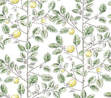 Limoncello Toile Green Wallpaper with Modern Toile Botanical Pattern - York RT7911
