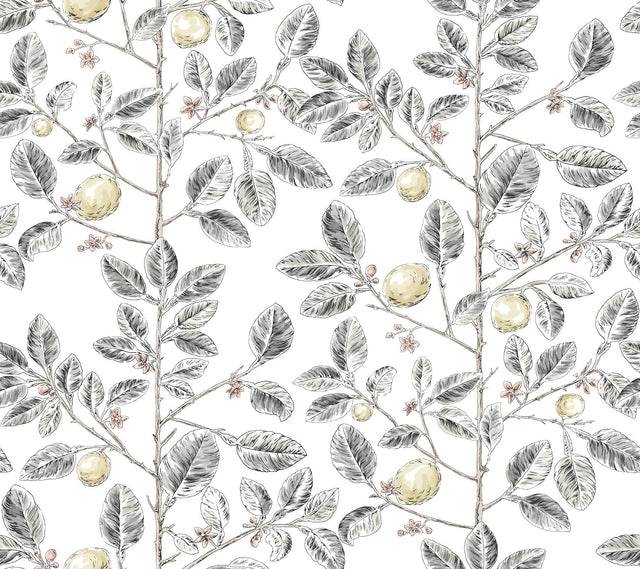 Limoncello Toile Black Wallpaper with Modern Botanical Toile Pattern - York RT7912