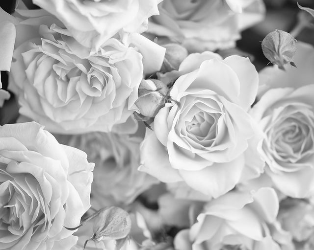 Grey Petals Grey Wall Mural with Modern Floral Graphics - ohpopsi WALS0206