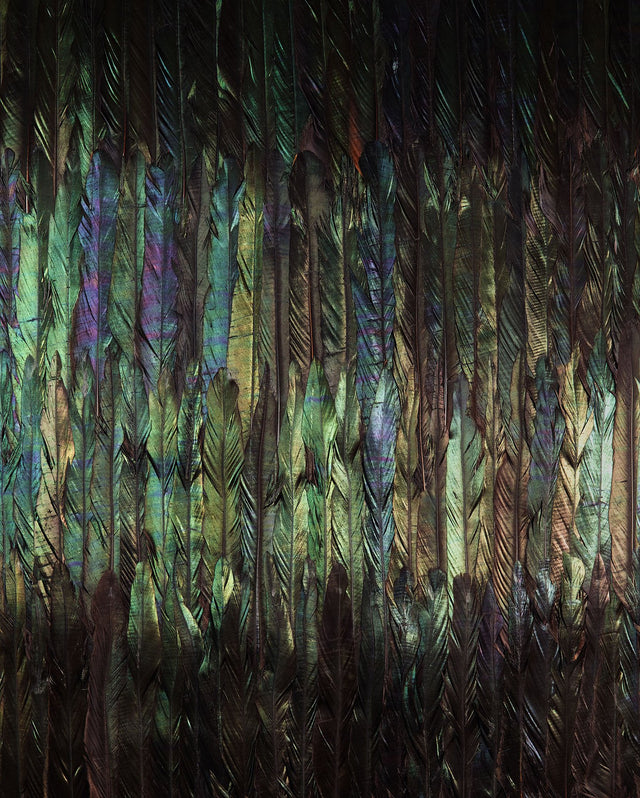 Dark Wings Iridescent Feather Black Wall Mural - Komar X4-1081