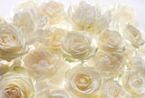 Ivory Rose Wall Mural in Ivory with Floral Rose Motif - Komar XXL4-007