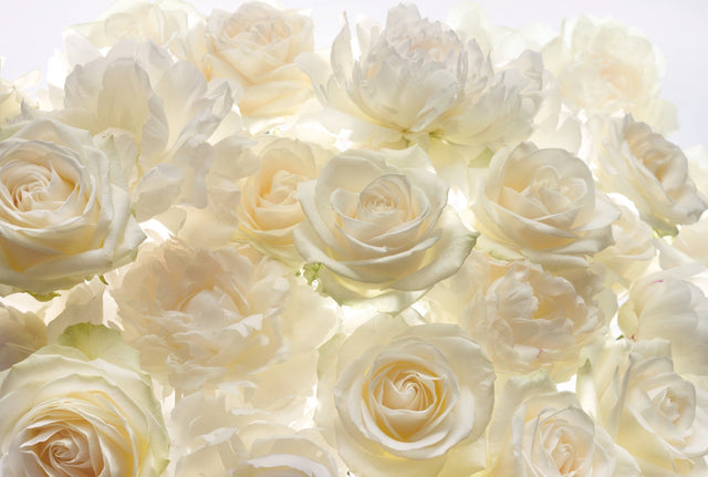 Ivory Rose Wall Mural in Ivory with Floral Rose Motif - Komar XXL4-007