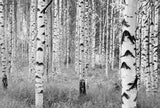 Birch Forest Black & White Trees Non Woven Wall Mural - Komar XXL4-023