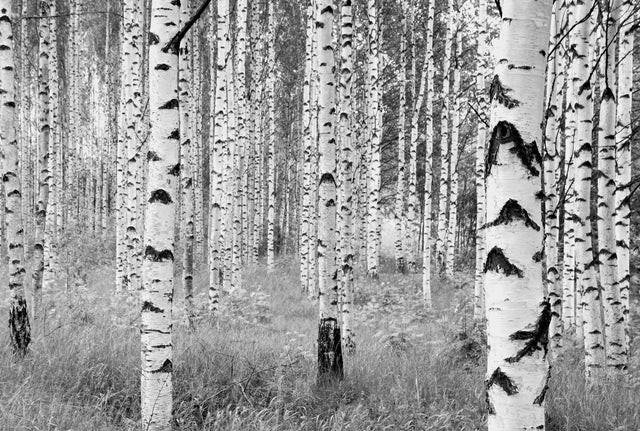 Birch Forest Black & White Trees Non Woven Wall Mural - Komar XXL4-023
