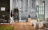 Birch Forest Black & White Trees Non Woven Wall Mural - Komar XXL4-023