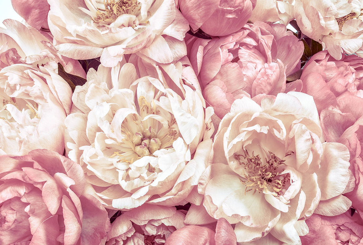 Peonies Pink Photographic Non Woven Wall Mural with Floral Flower Pattern - Komar XXL4-091