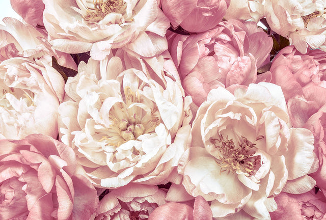 Peonies Pink Photographic Non Woven Wall Mural with Floral Flower Pattern - Komar XXL4-091